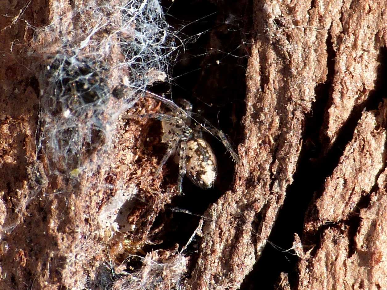 Oecobius sp. - Fregene (RM)