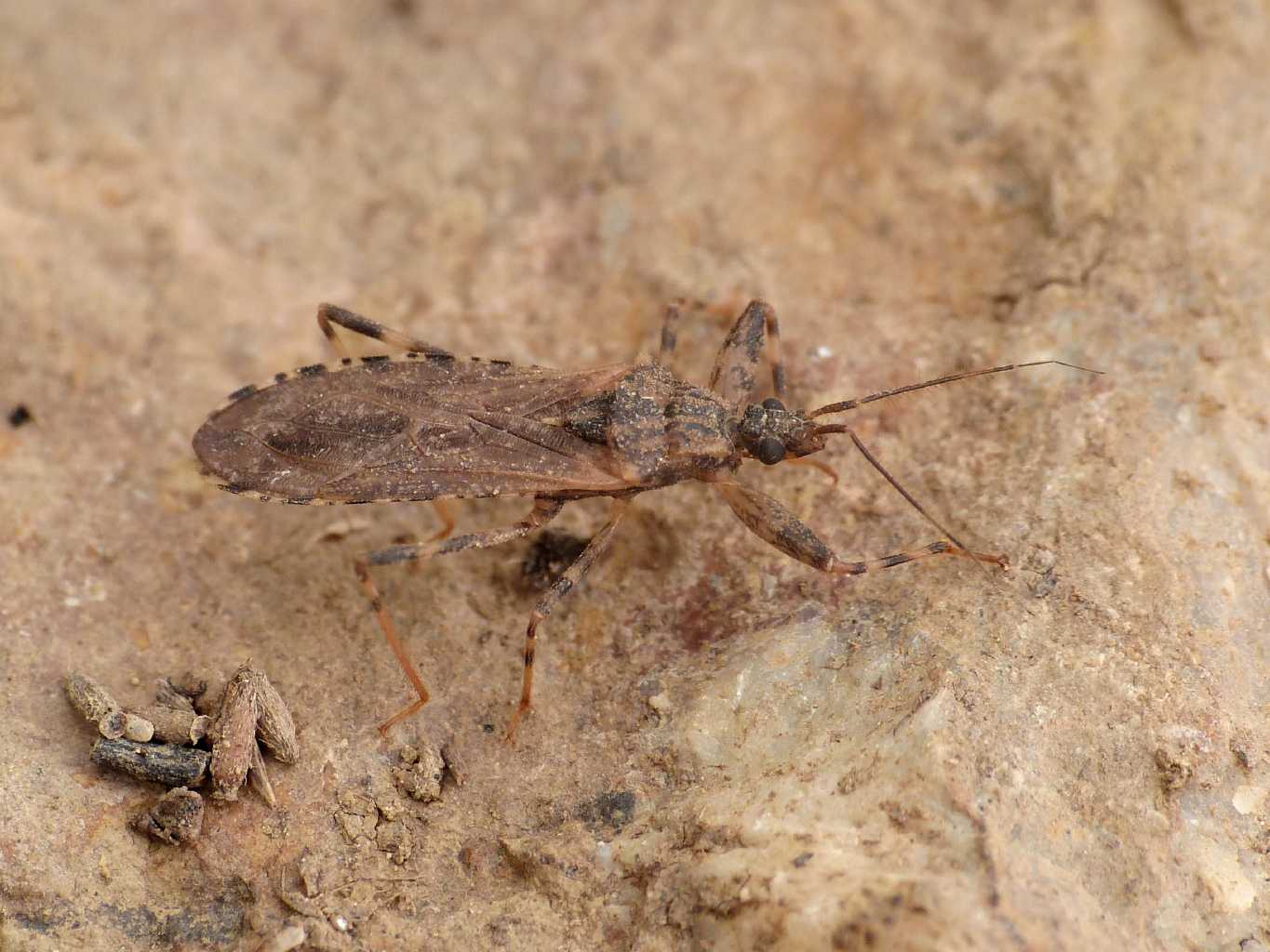 Reduviidae: Oncocephalus squalidus - Tolfa (RM)