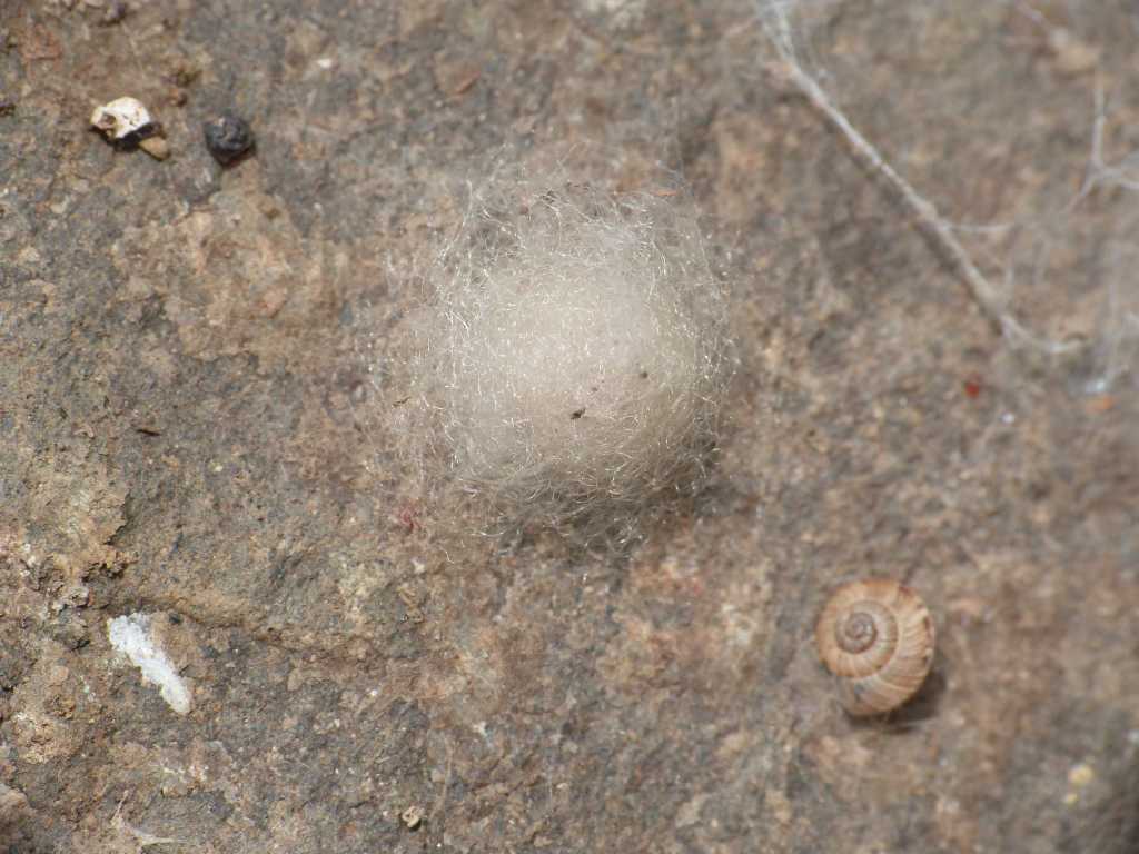 Agalenatea redii: strana coppia - Tolfa (RM)