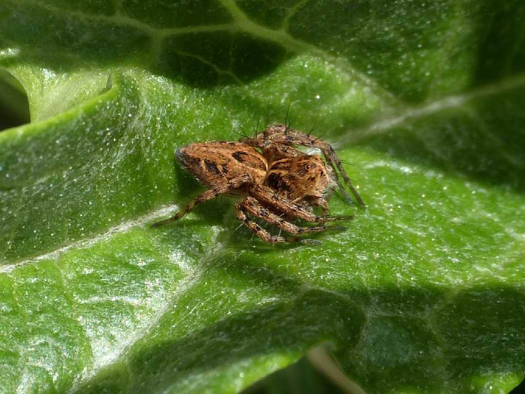 Ragni rannicchiati sulla vegetazione - Tolfa (RM)