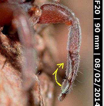 Palpimanus gibbulus; cf. Zimirina sp. - Alghero (SS)