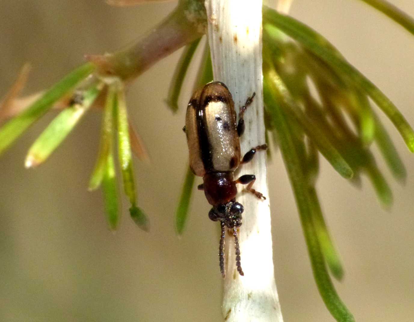 Crioceris paracenthesis e C. macilenta sulla stessa pianta