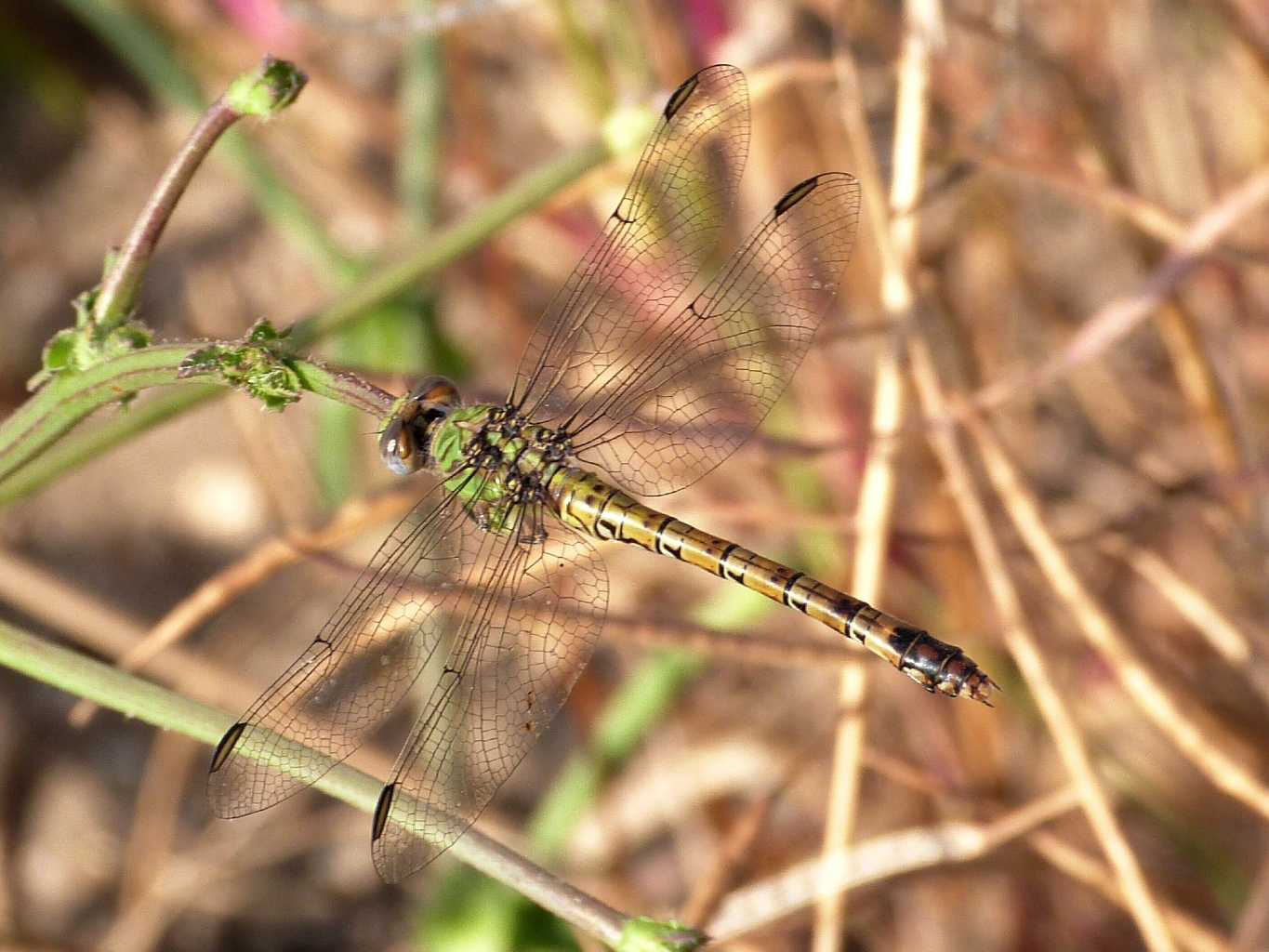 Femmina di Paragomphus genei