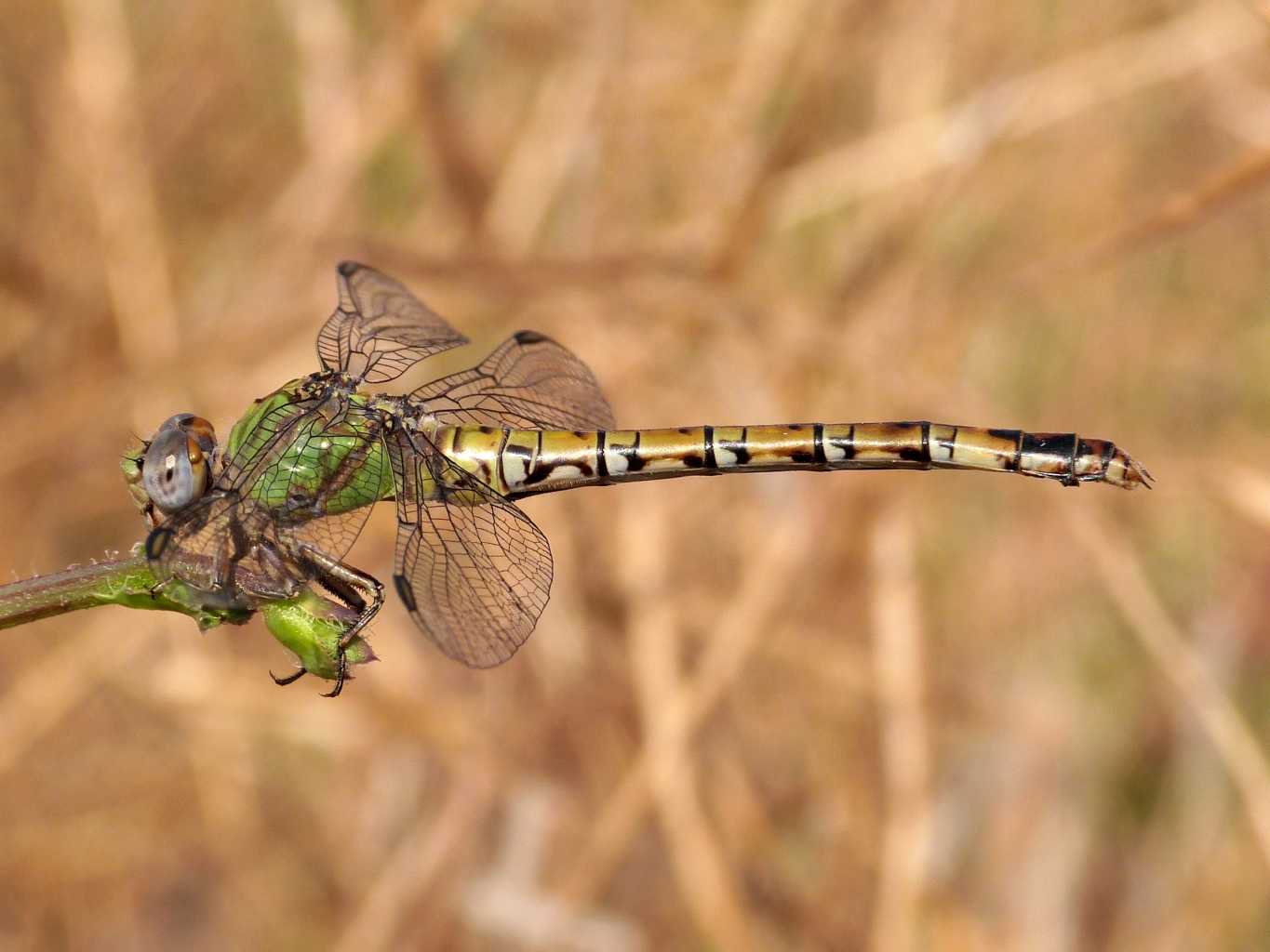 Femmina di Paragomphus genei