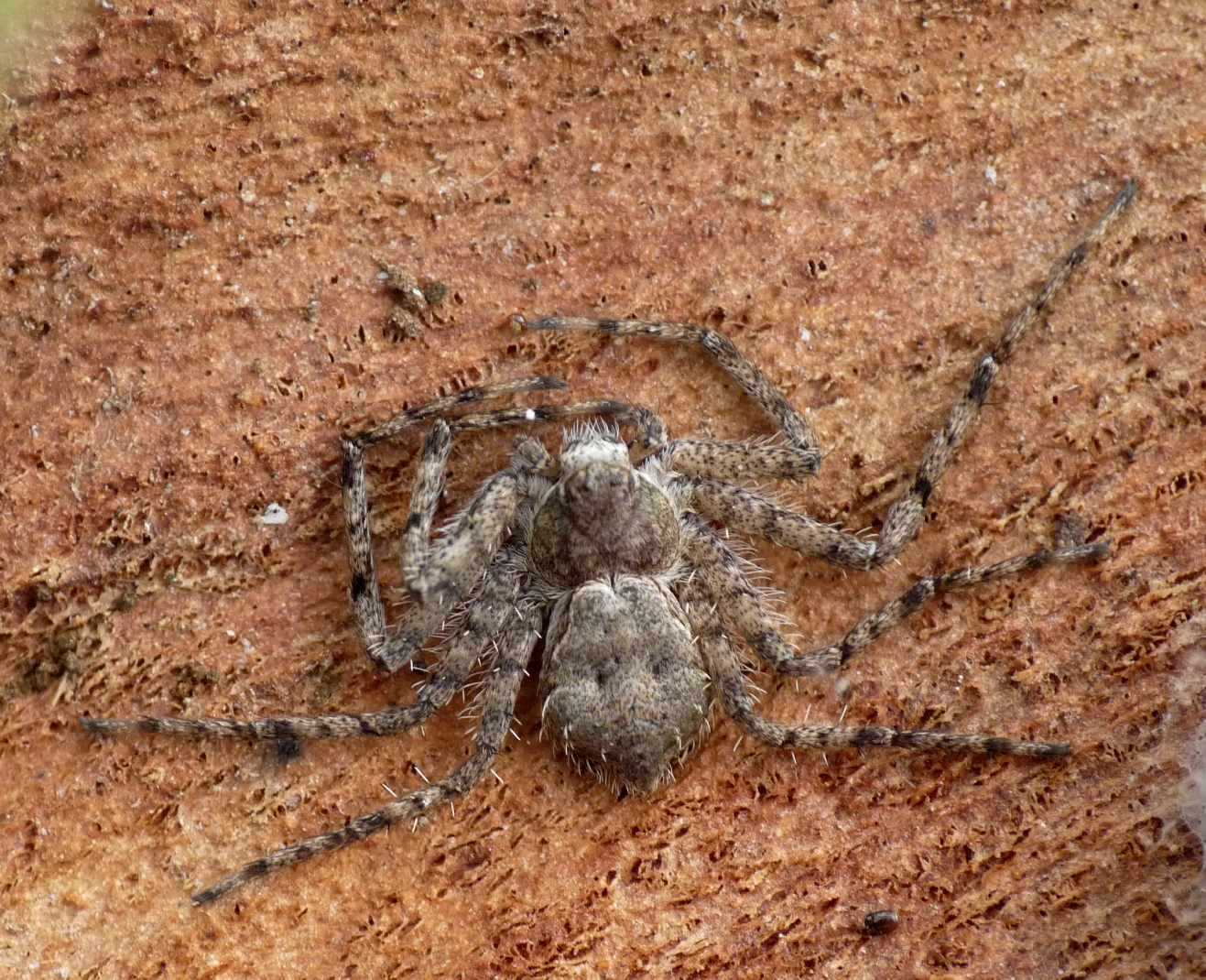 Philodromus margaritatus