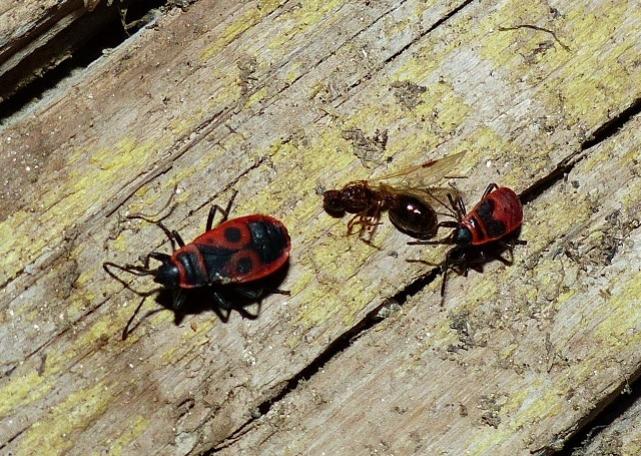 Insetti rossi e neri: Pyrrhocoris apterus delle Marche