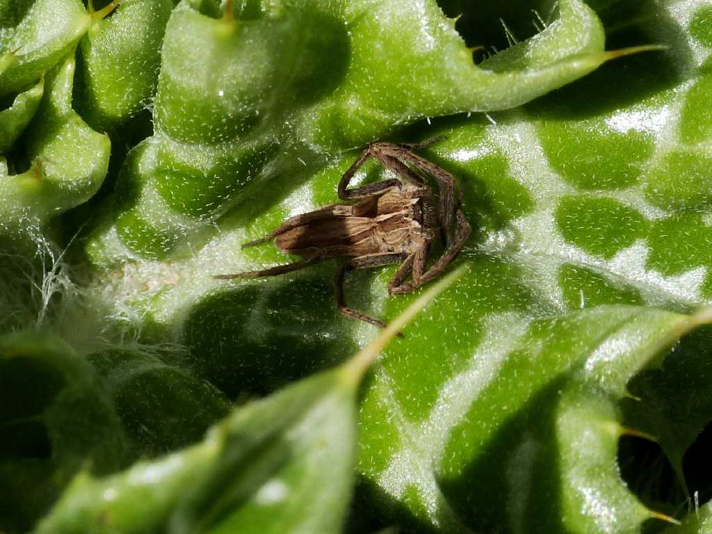 Ragni rannicchiati sulla vegetazione - Tolfa (RM)