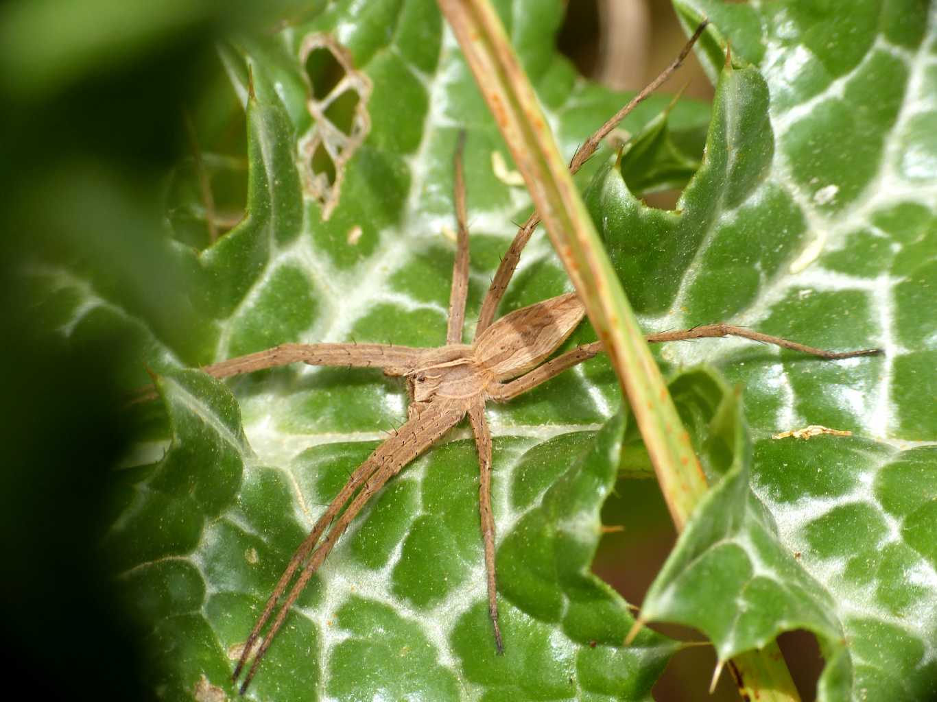 Pisaura sp. - Tolfa (RM)