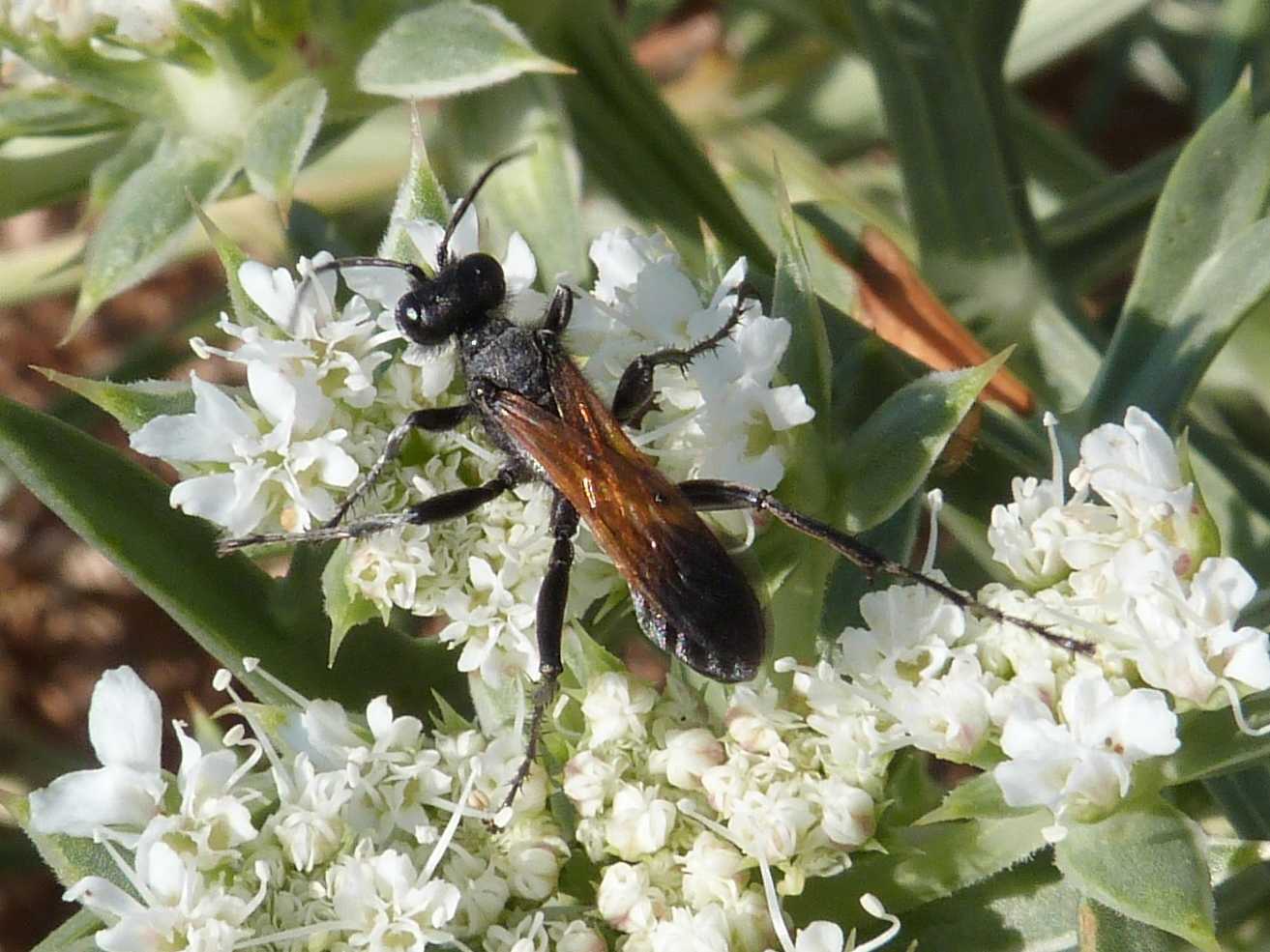 Sphecidae: Ammophila heydeni heydeni e sfecide indet. (cfr.)