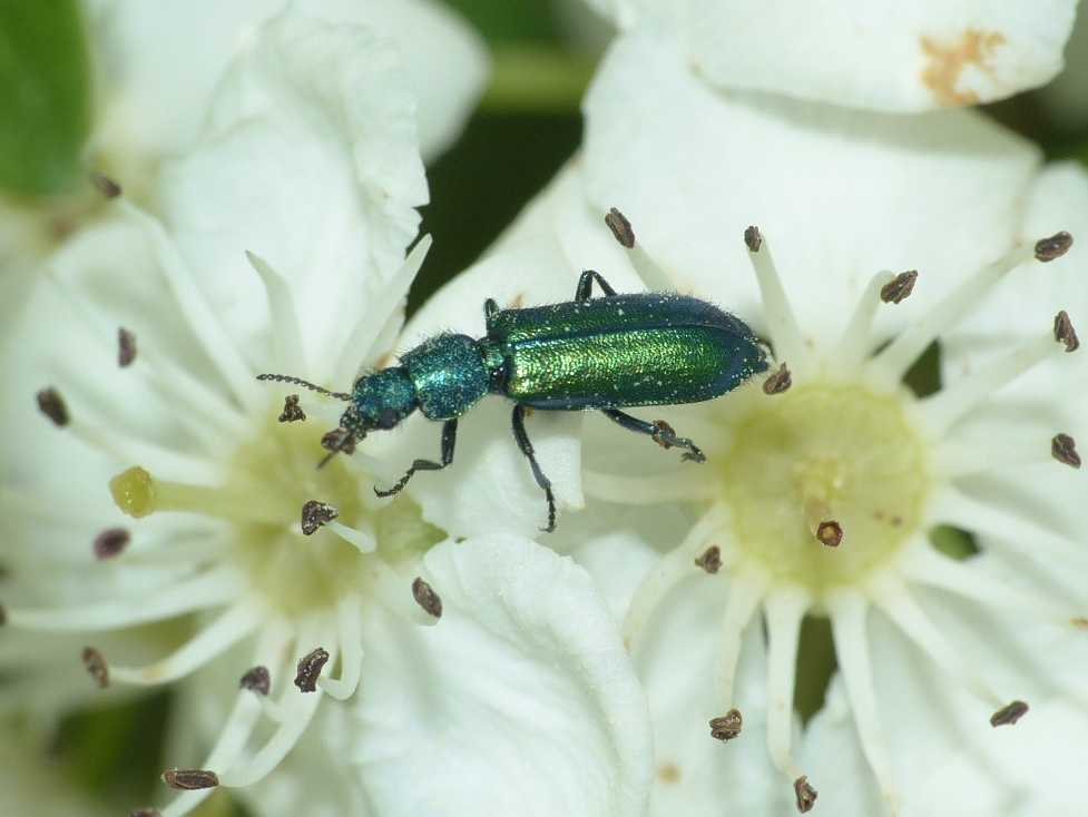 Psilothrix viridicoerulea