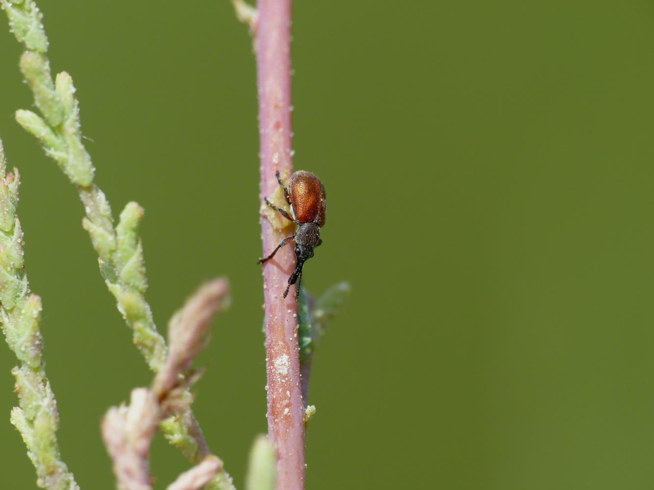 Aletinus maculipennis - Rhynchitidae