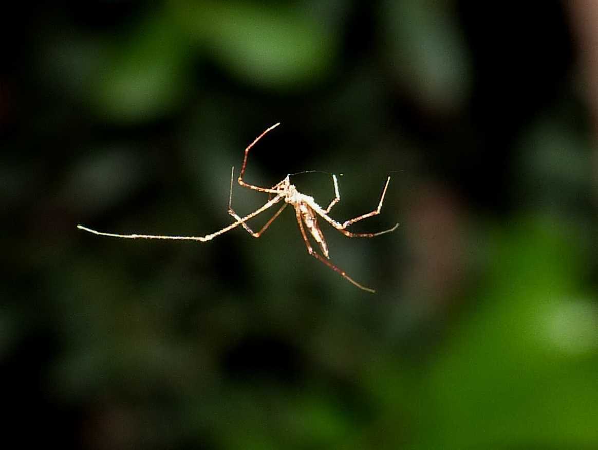 Rhomphaea sp. - S. Teresa G. (OT)