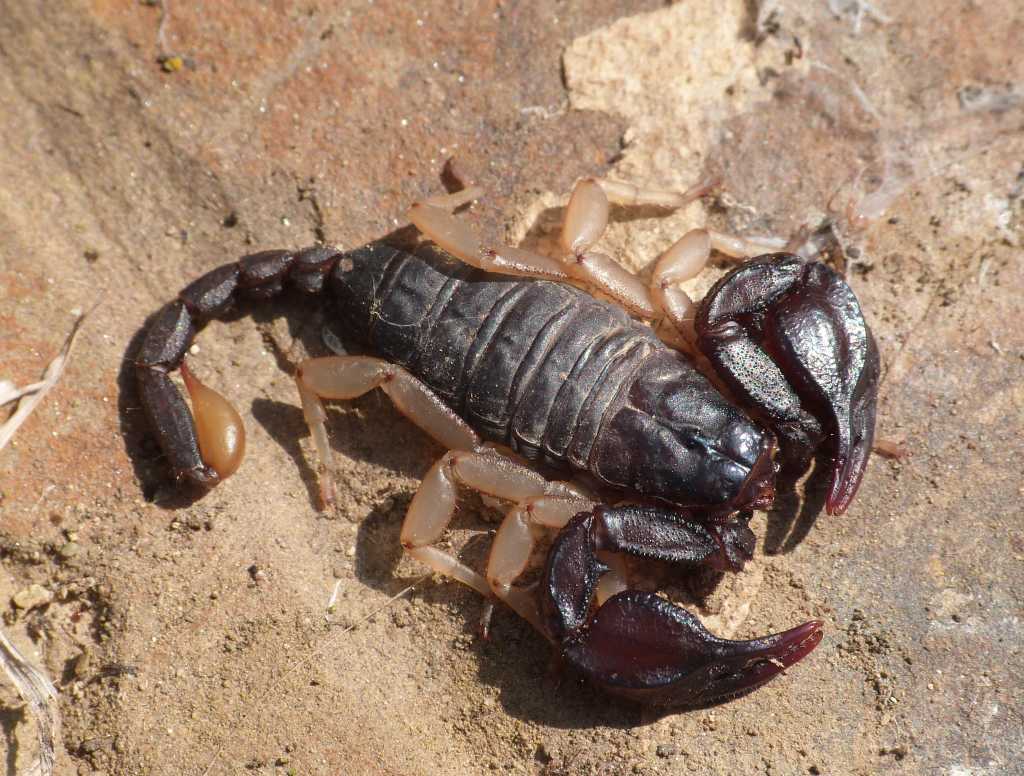 Euscorpius flavicaudis sotto una pietra  - Tolfa (RM)