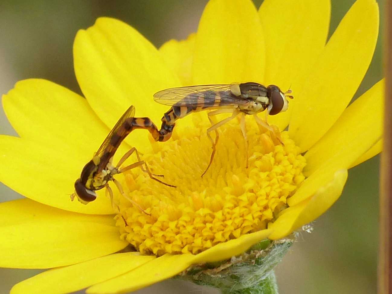 Sphaerophoria scripta in accoppiamento