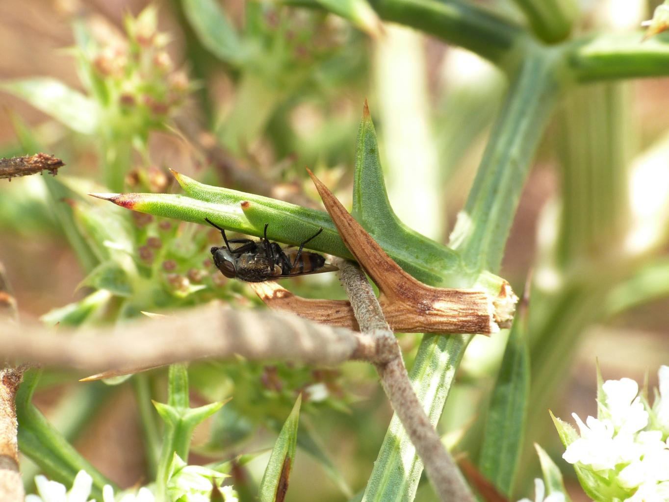 Femmina di Stomorinha lunata (Calliphoridae)