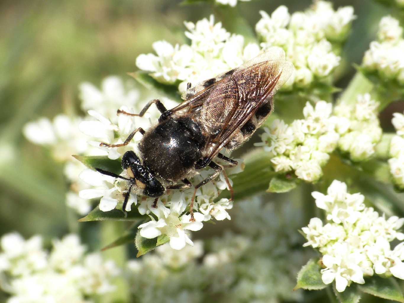 Stratiomys longicornis