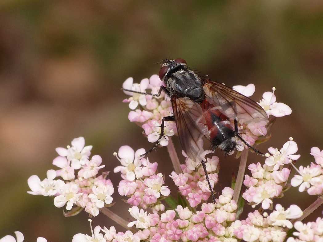 Eriothrix rufomaculatus (Tachinidae)