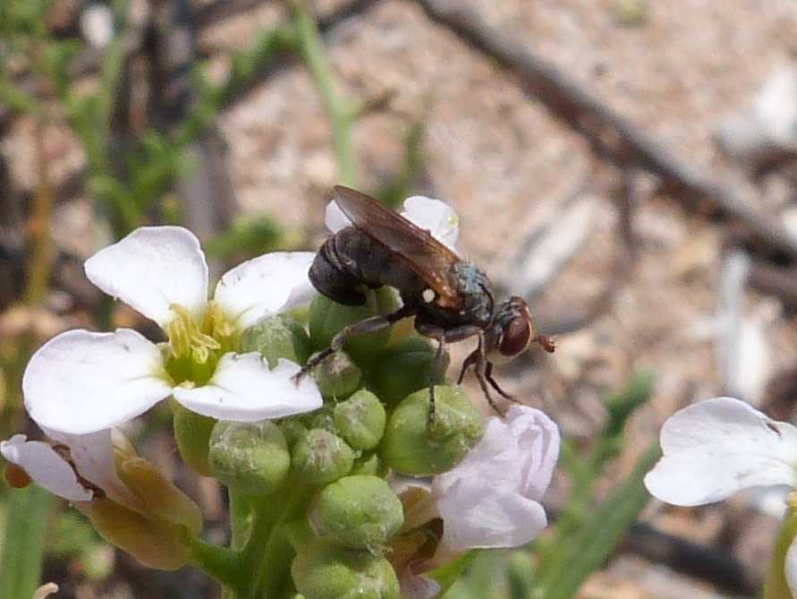 Thecophora cf. melanopa (Conopidae).