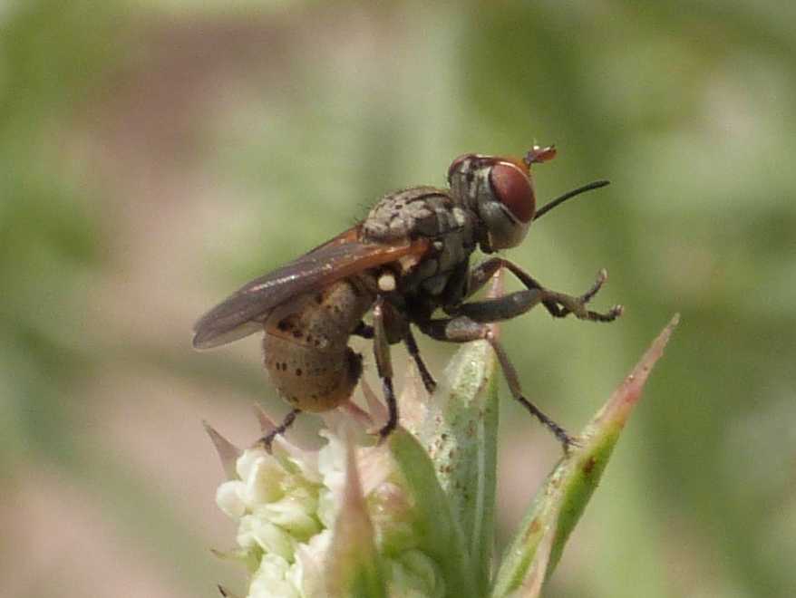 Conopidae (Zodion sp.) in accoppiamento