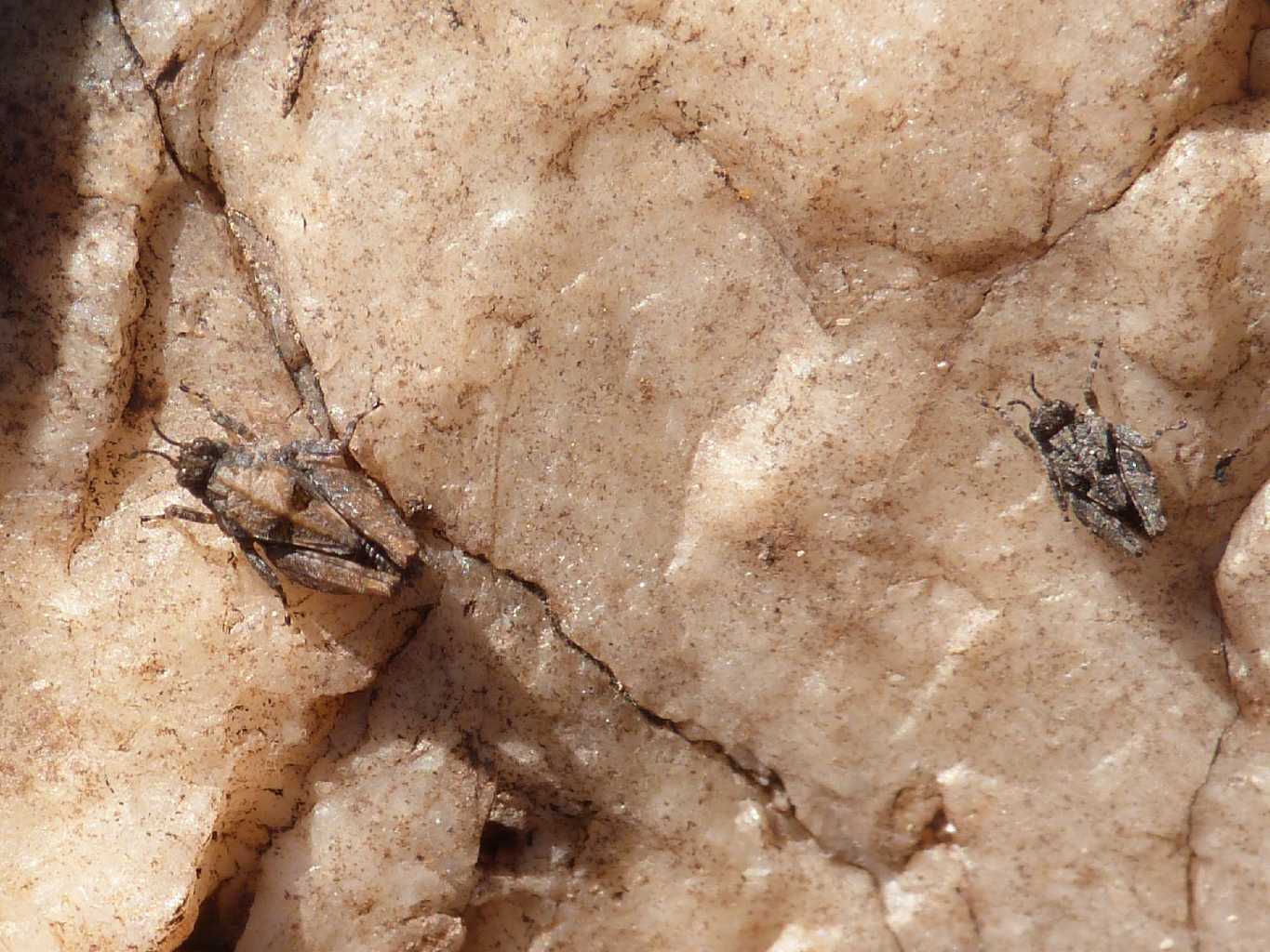 Piccoli tetrigidae