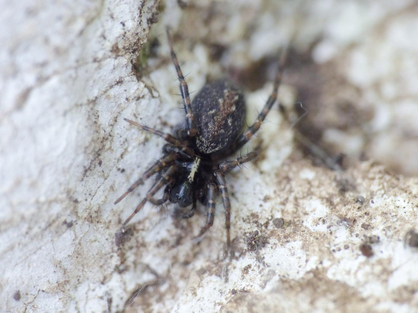 Textrix caudata - Monte Gennaro (RM)