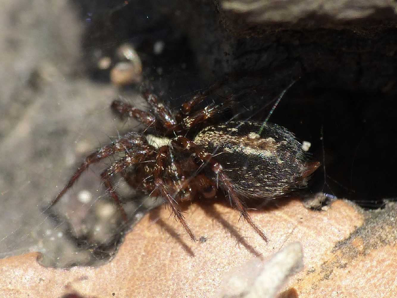 Textrix sp. - S. Teresa G. (OT)