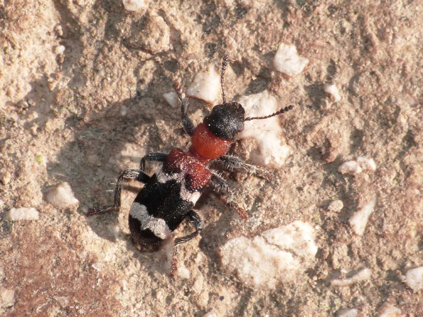 Concentrazione di Thanasimus formicarius