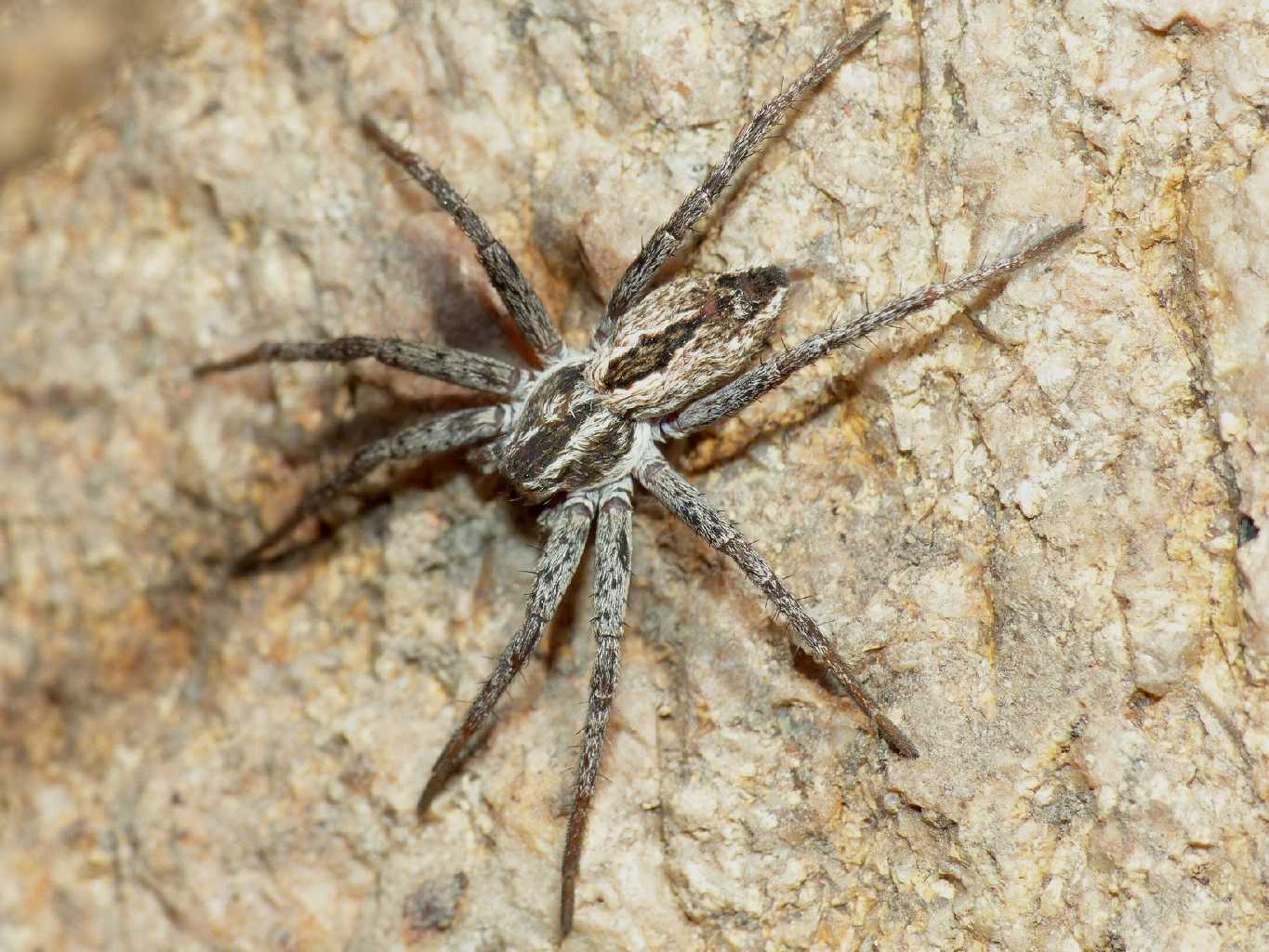Thanatus con ovisacco - Santa Teresa Gallura (OT)