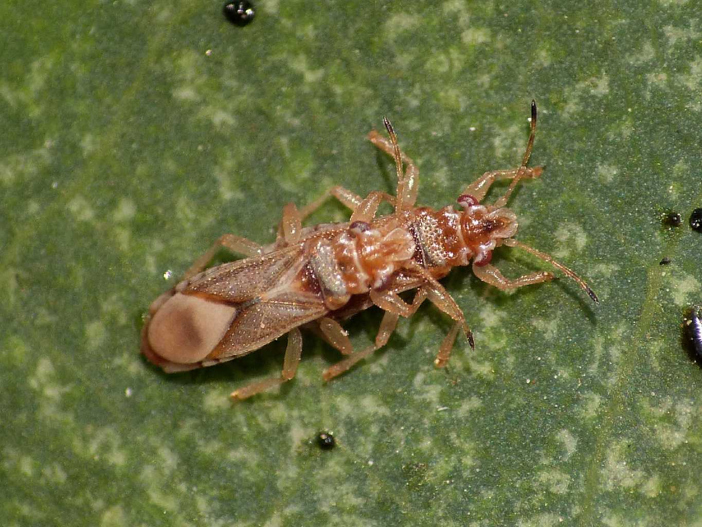 Invasione di Thaumastocoris peregrinus  a Ostia (RM)