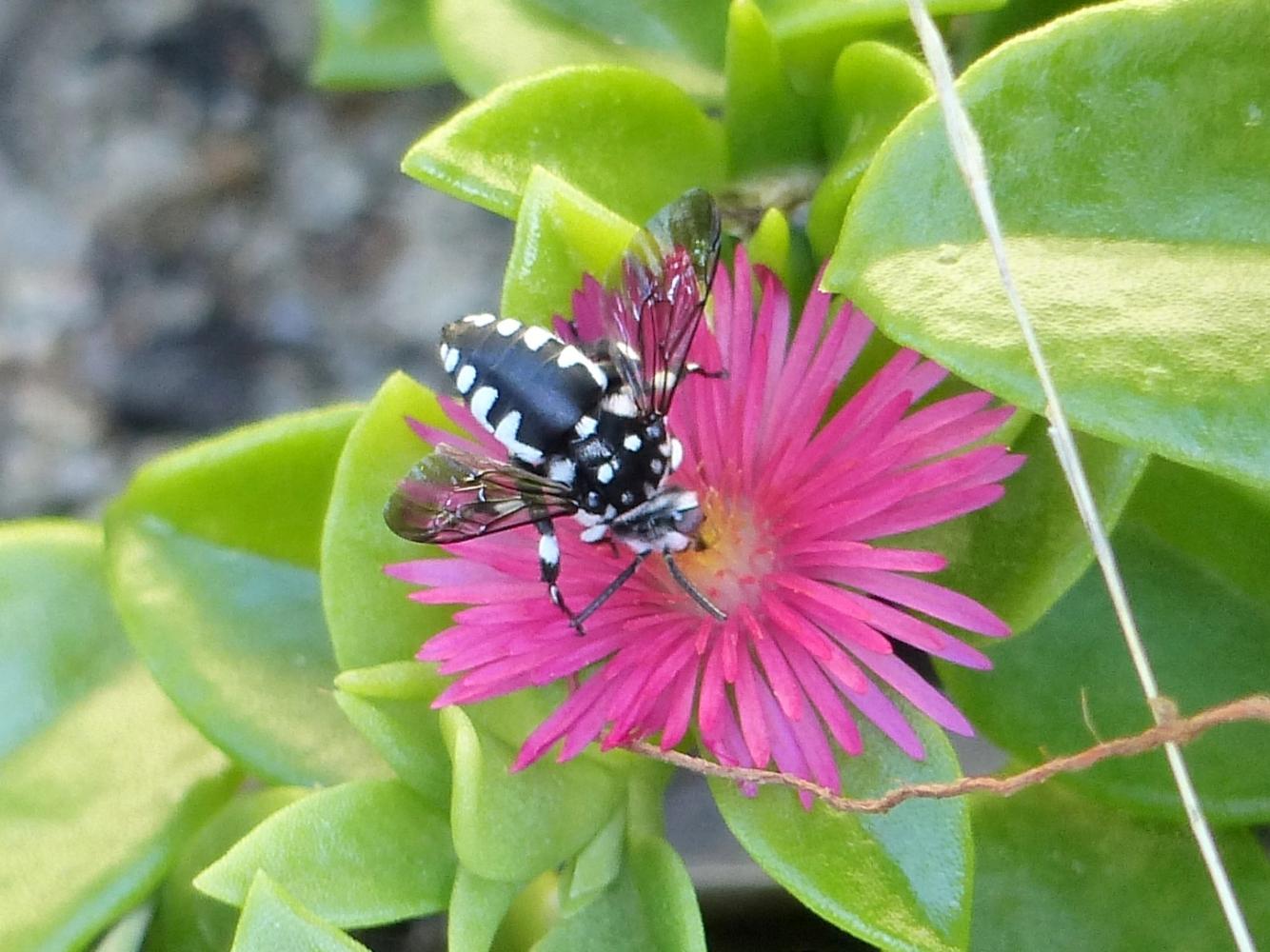 Apidae Anthophorinae:  Melecta luctuosa?  No, Thyreus sp.