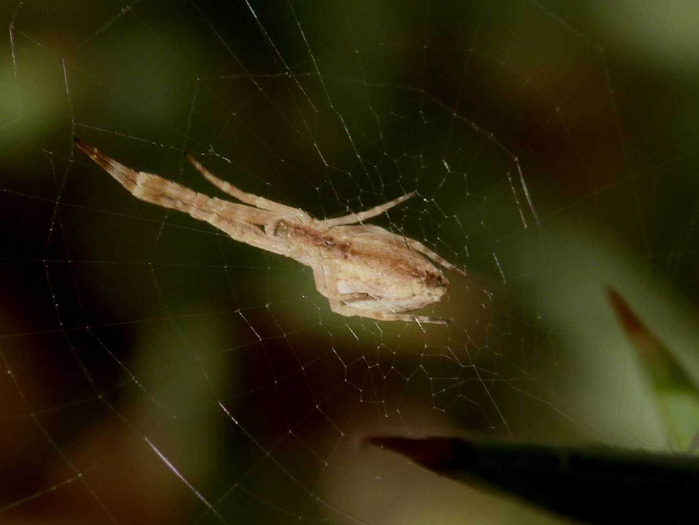 Una carrellata di Uloborus walkenaerius - Palau (OT)