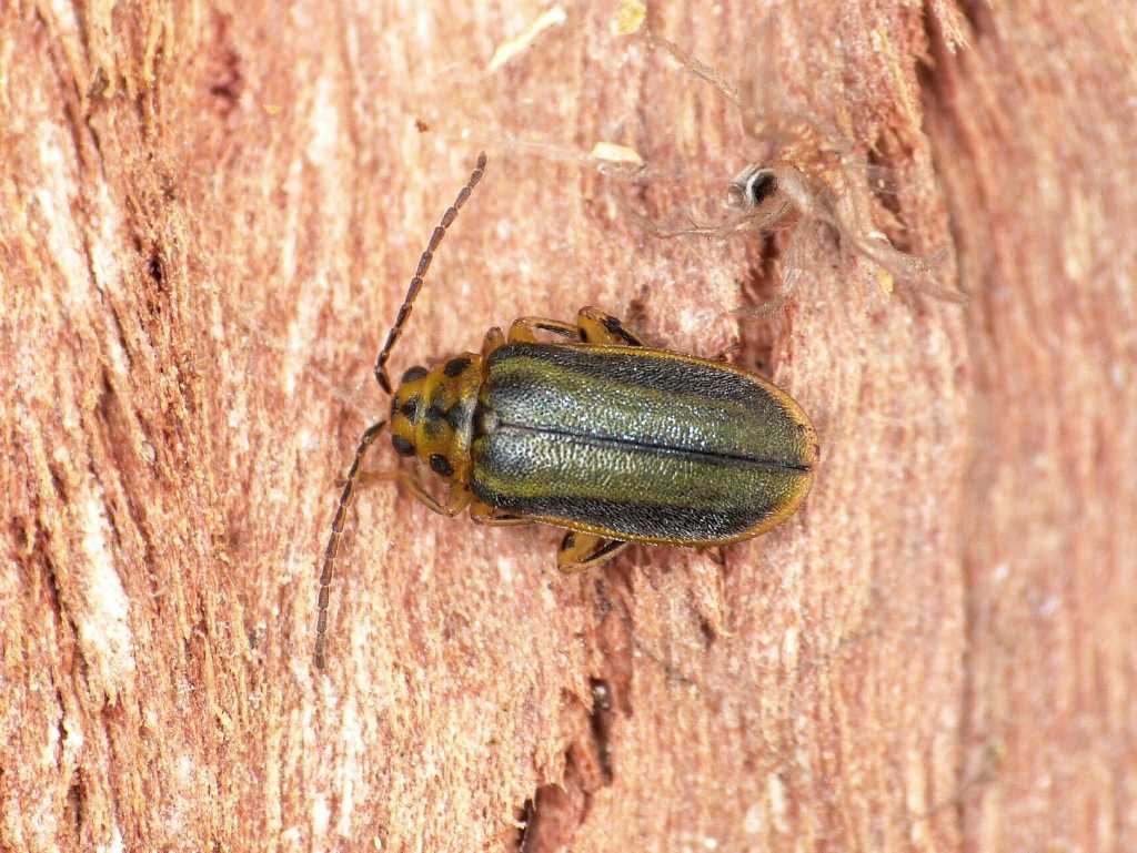 Xanthogaleruca luteola svernante