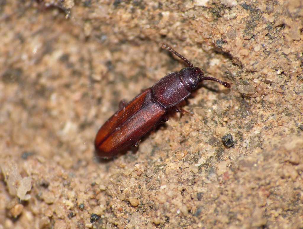 Xenoscelis costipennis (Languriidae)