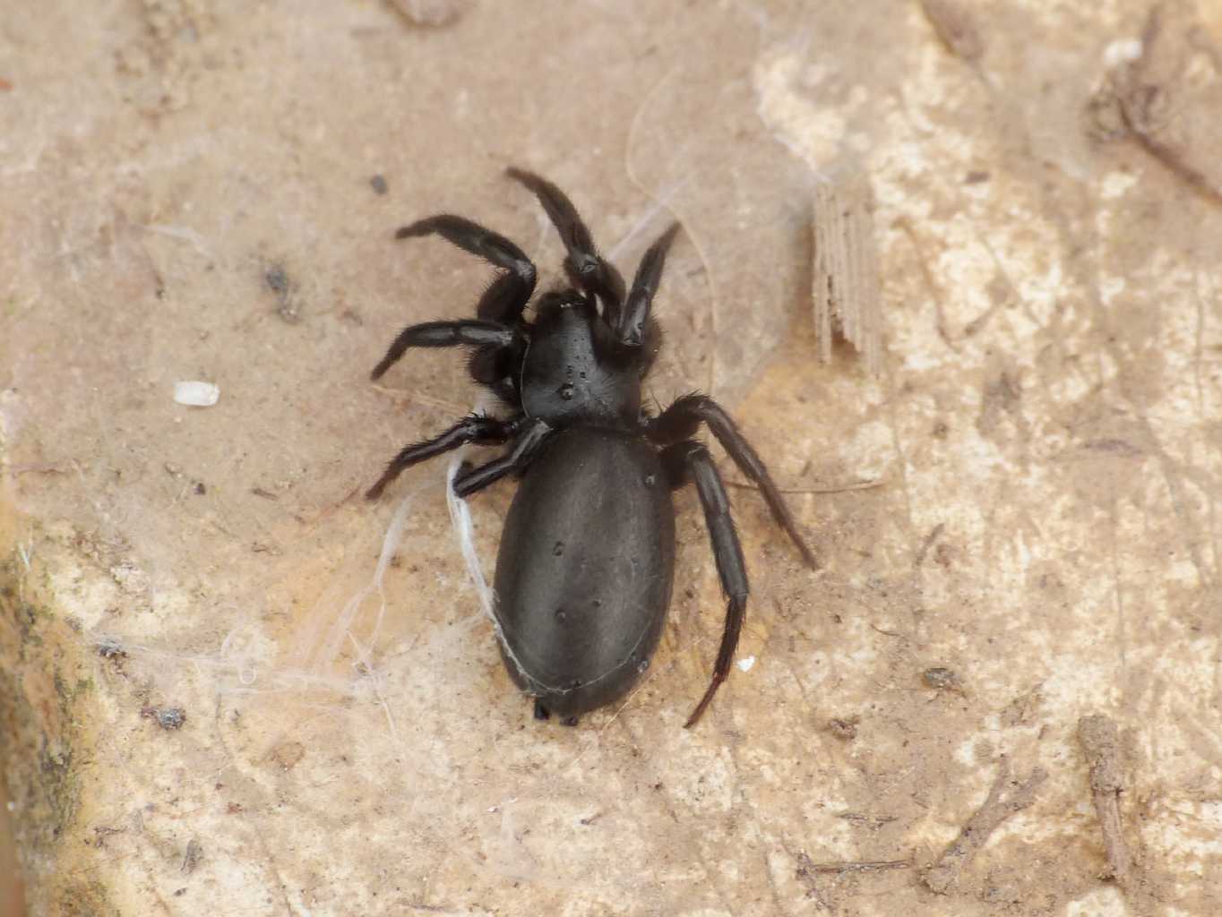 Zelotes sp. - Tolfa (RM)