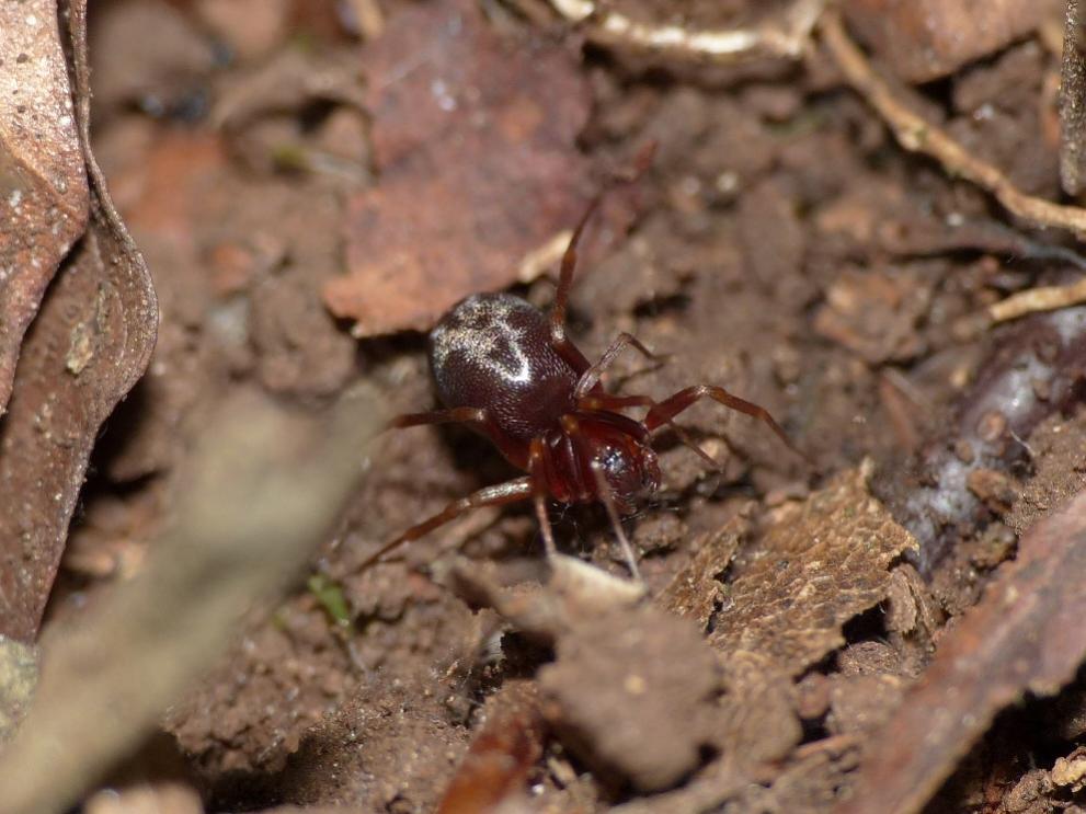 Zodarion sp. - Monte Gennaro (RM)