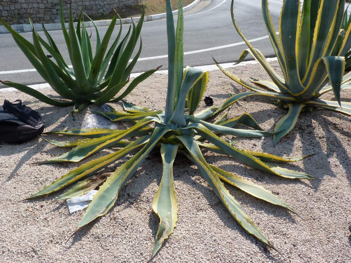 Scyphophorus acupunctatus (Punteruolo nero dell''agave)