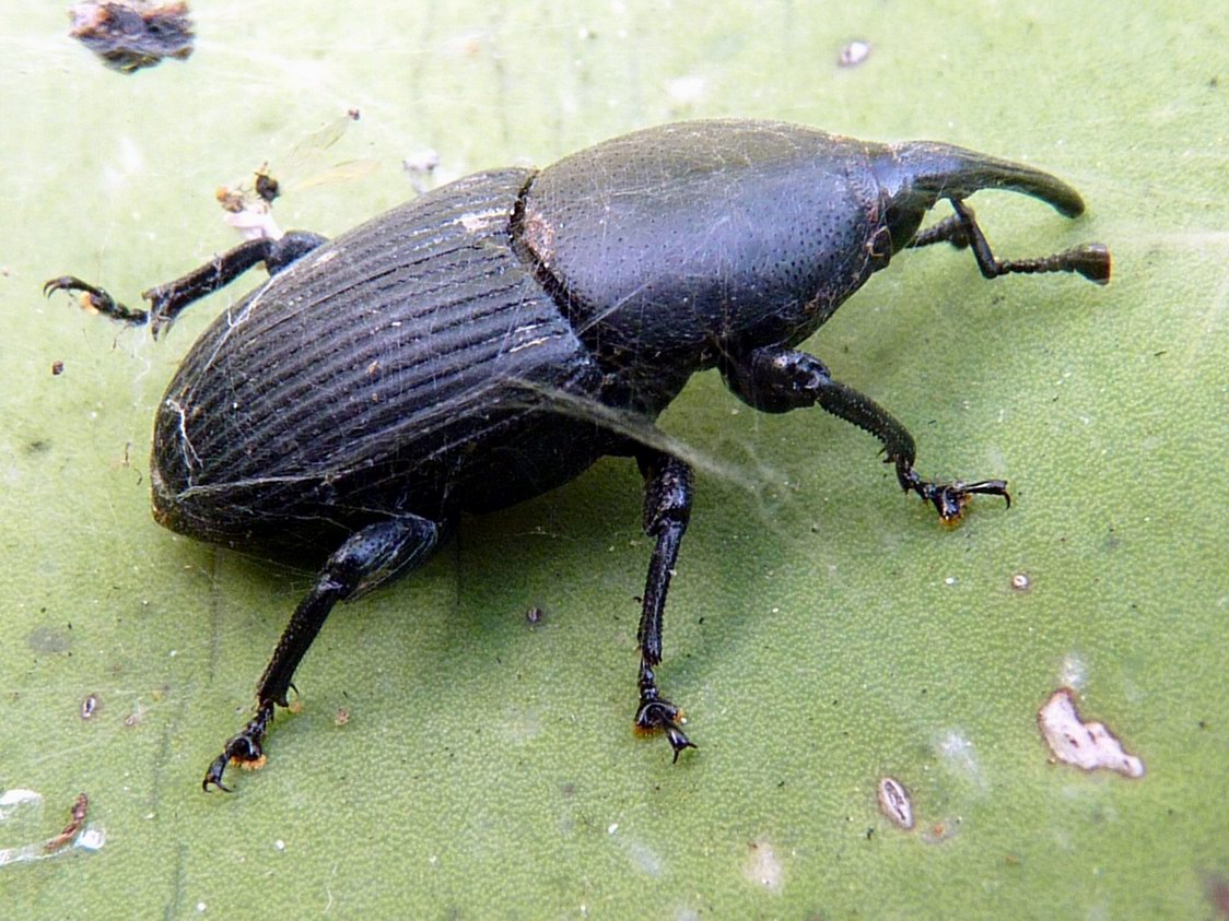 Scyphophorus acupunctatus (Punteruolo nero dell''agave)
