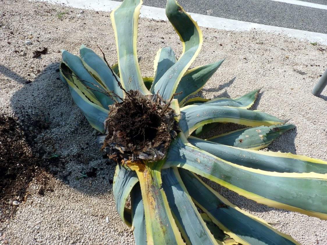 Scyphophorus acupunctatus (Punteruolo nero dell''agave)