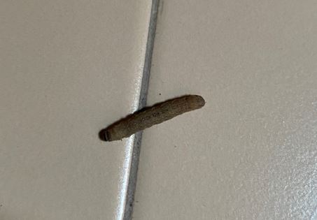 Un aiuto per determinare: Larva da id.