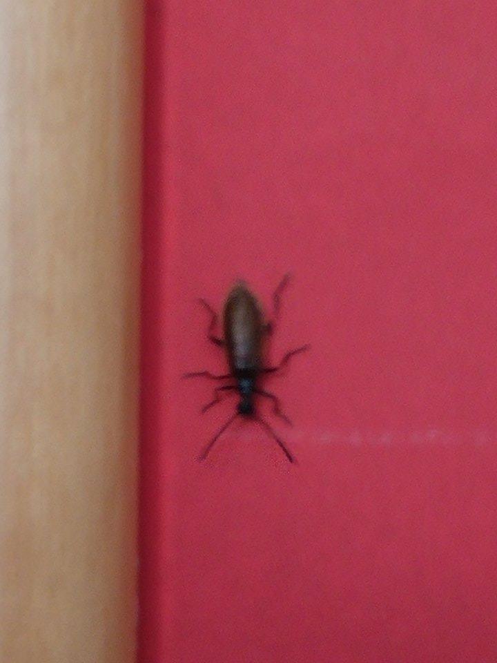 Il vero nome dei famosi 