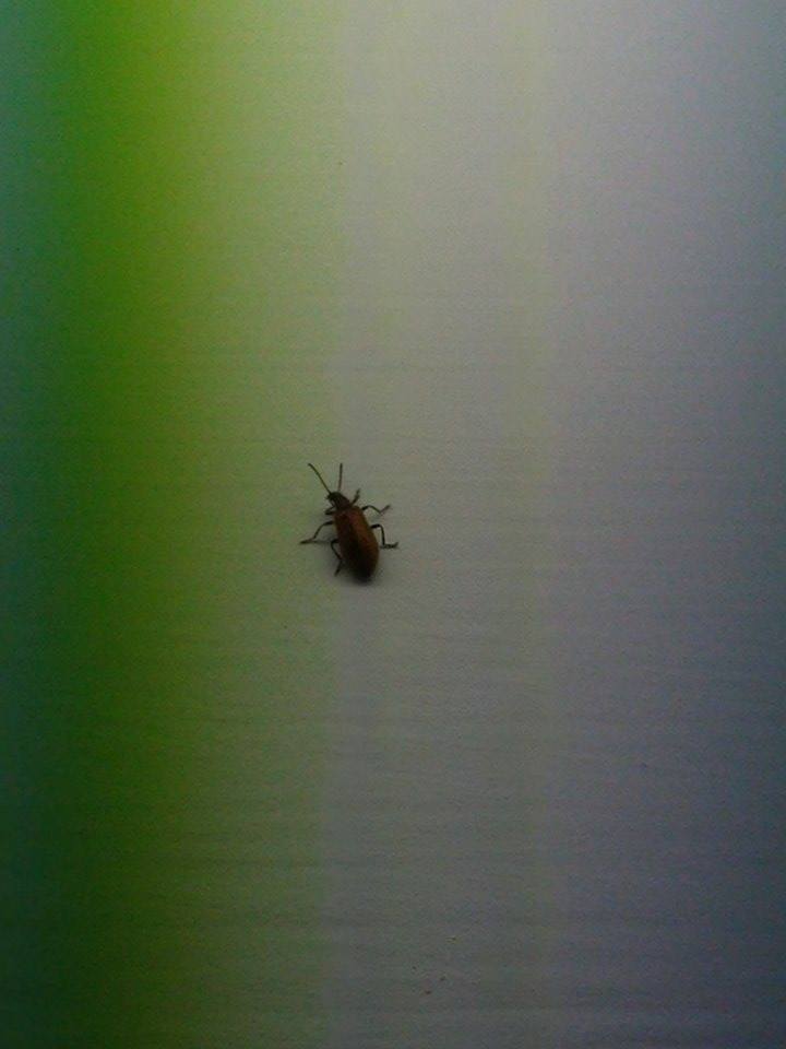 Il vero nome dei famosi 