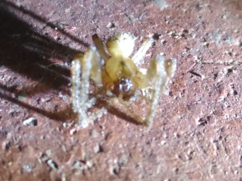 Ragno da identificare - Filistata sp?