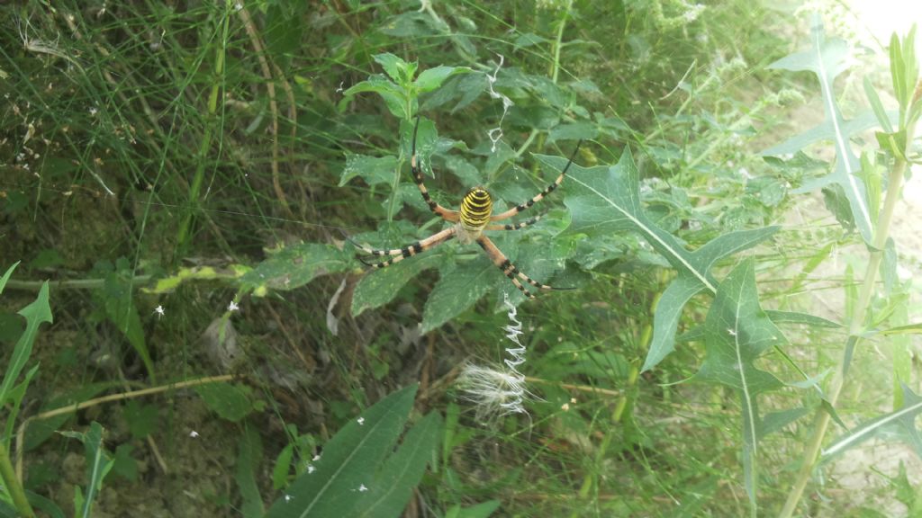 Argiope bruennichi - Predappio e Premilcuore (FC)