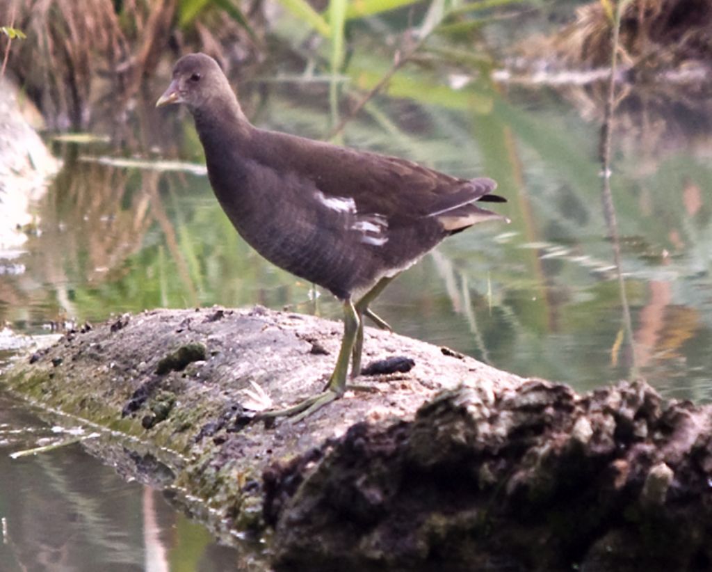 Gallinella d''Acqua?