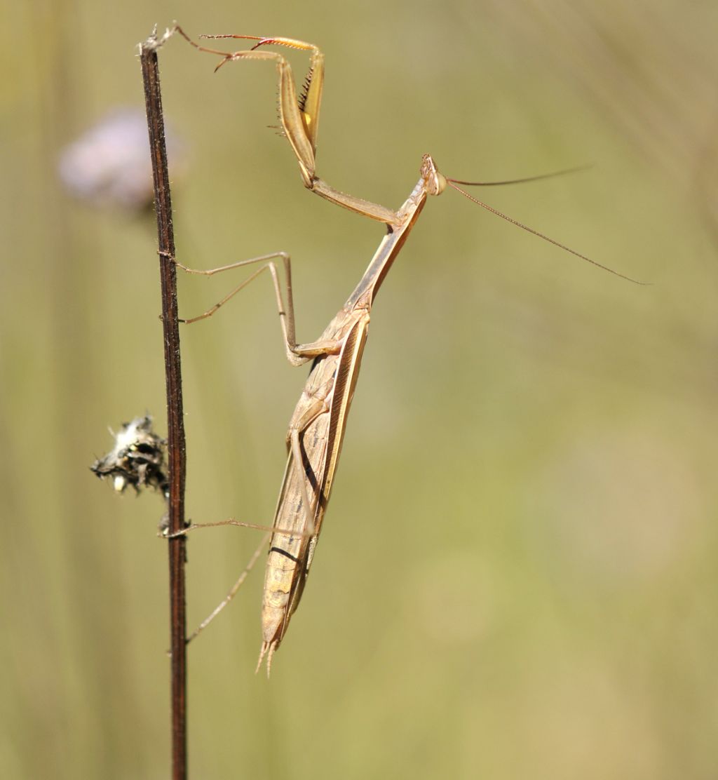 Mantis religiosa