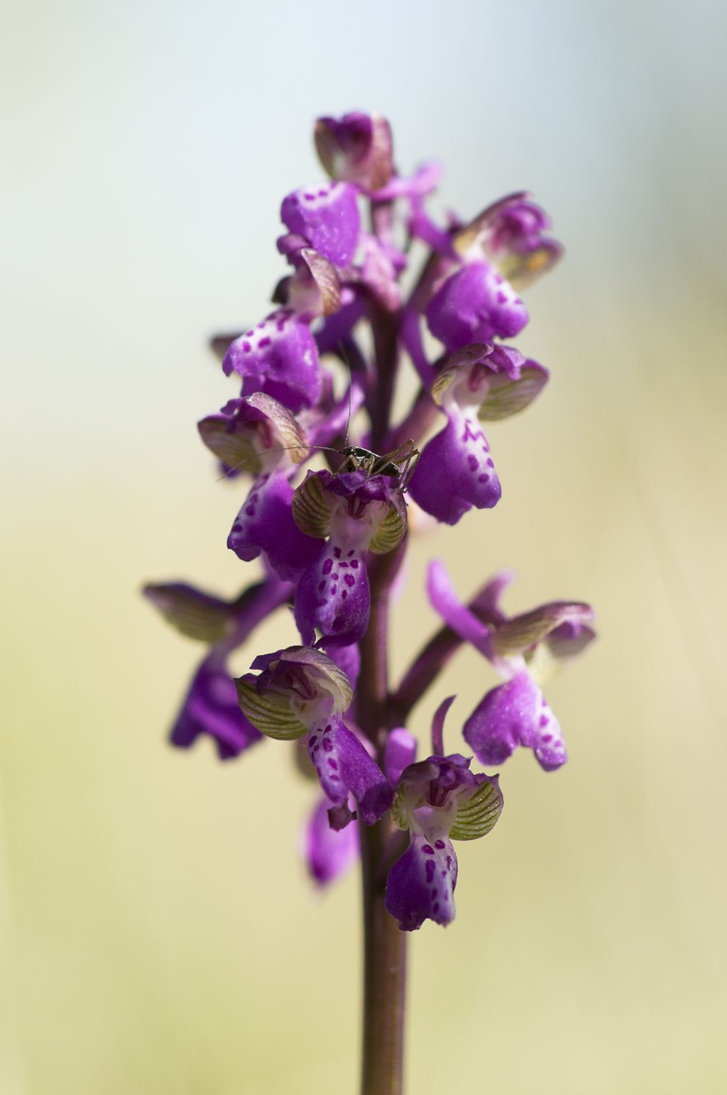 Anacamptis  morio