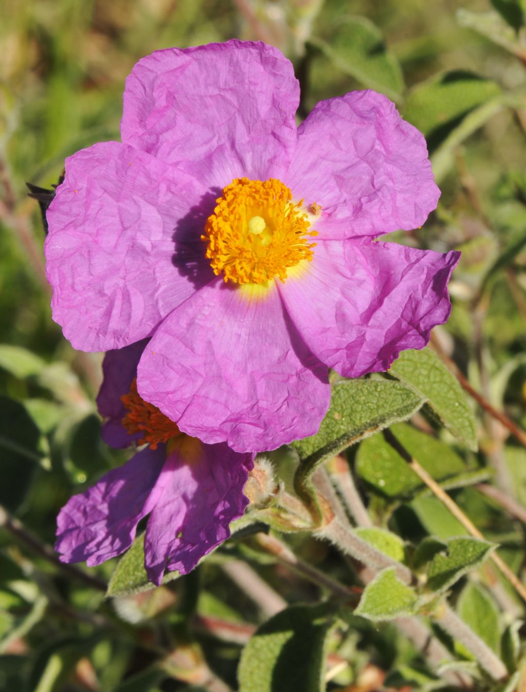 Cistus creticus subsp. eriocephalus