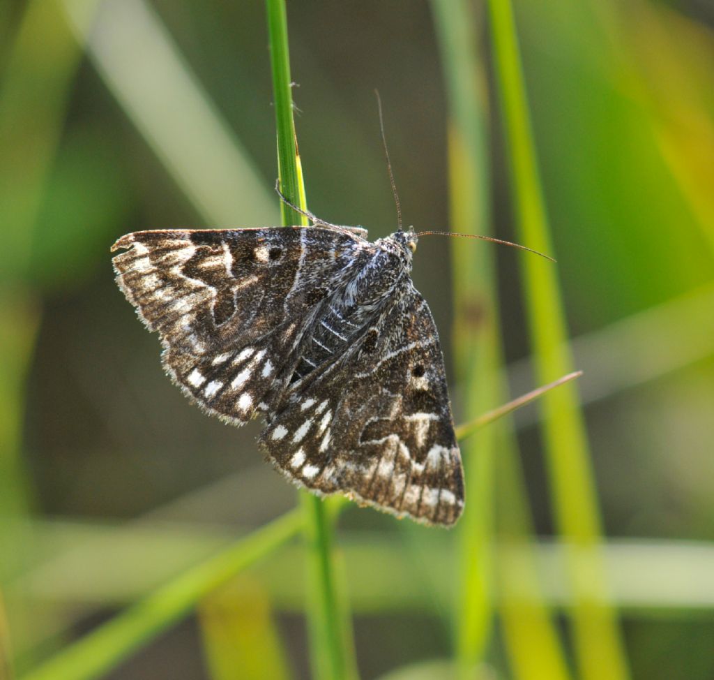 determinazione - Euclidia (Callistege) mi