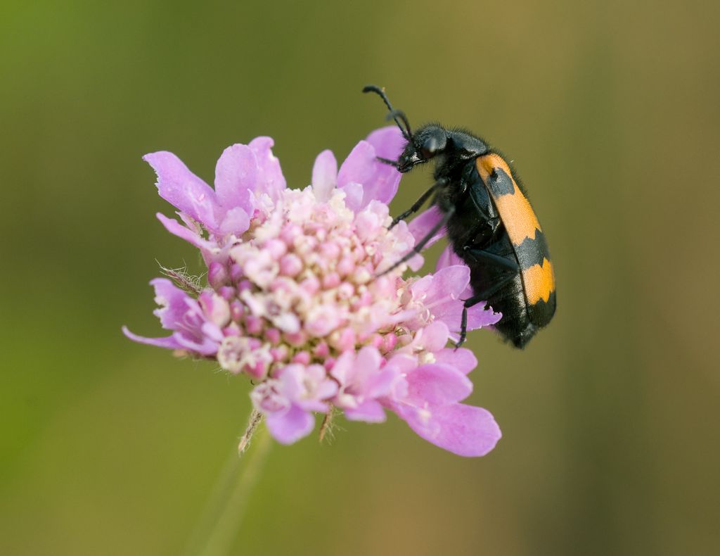 Mylabris variabilis (cfr.) femmina, Meloidae