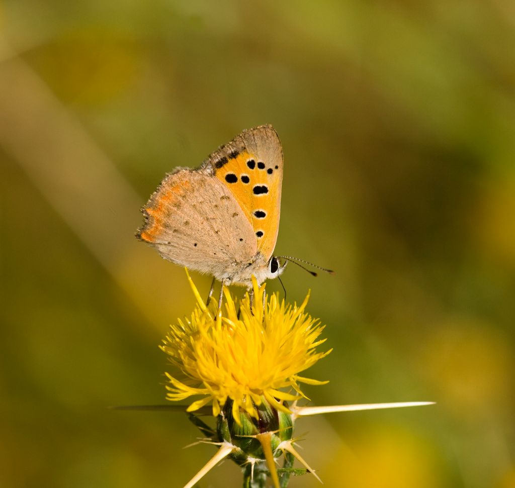 identificazione - Lycaena phlaeas